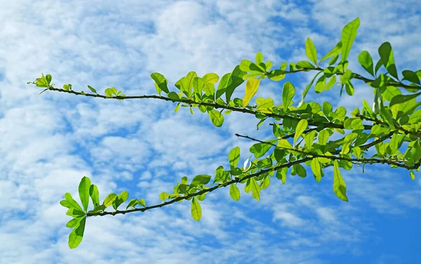Parlak Yeşil Yapraklı Ağaç Dalları Güneşli Gökyüzüne Karşı — Stok fotoğraf