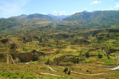 Colca Kanyonu, Arequipa Bölgesi, Peru 'daki Güzel Tarım Terasları Panoramik Hava Görüntüsü