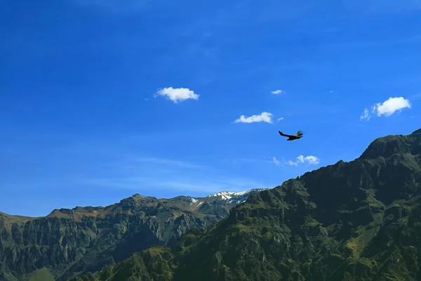 Condor Andin Survolant Canyon Colca Vue Depuis Belvédère Cruz Del — Photo