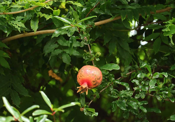 Fruit Grenade Rouge Poussant Parmi Feuillage Vert — Photo