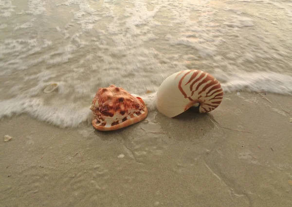 天然のノーチラスとキングヘルメット波によってクラッシュビーチの巻貝 — ストック写真
