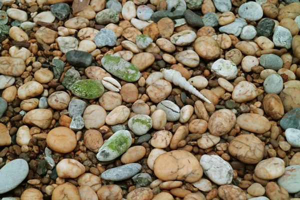 Pebble Stone Ground Avec Des Coquilles Mer Naturelles Pour Fond — Photo