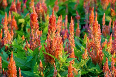 Vibrant Orange Celosia Argentea ya da Plumed Horoz Tarlası Güneş Işığındaki Çiçek Tarlası