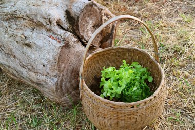 Kuru kamış kaplı zeminde toplanan bir sepet taze yeşil marul.