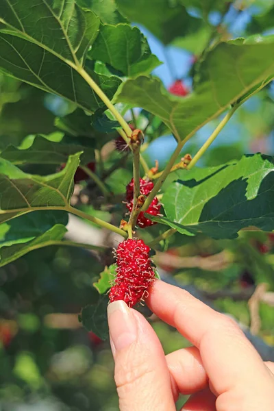 Dedo Fêmea Tocando Vibrante Vermelho Amadurecendo Fruta Amoreira — Fotografia de Stock