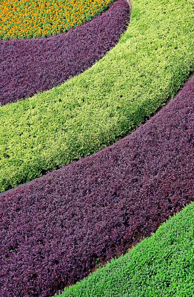 Curve pattern of purple and green decorative shrubs in the garden