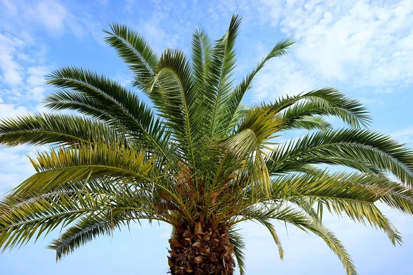 Palmera Contra Cielo Azul Por Concepto Vacaciones — Foto de Stock