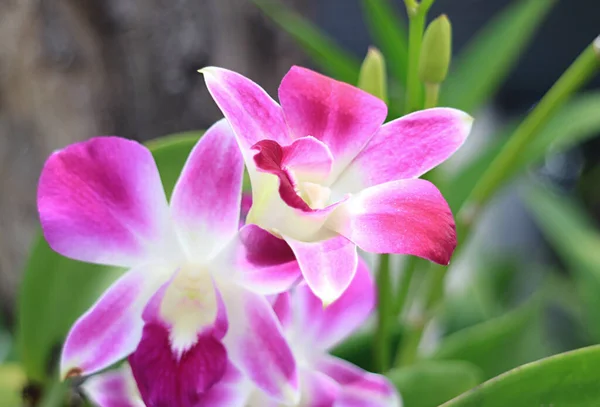 Closeup Vibrant Pink Dendrobium Orchid Flowers Blooming Tree — Stock Photo, Image