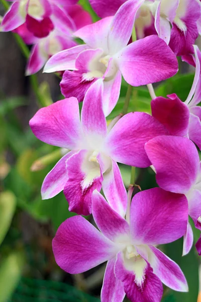 Bunch Vivid Pink Dendrobium Orchid Flowers Blooming Tree — Stock Photo, Image