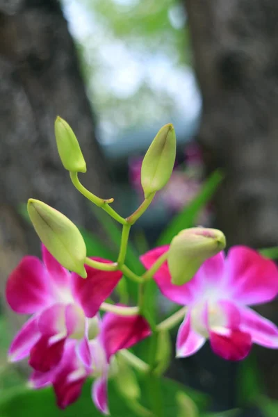 Closeup Bright Green Buds Dendrobium Orchid Blurry Blooming Hot Pink — Stock Photo, Image