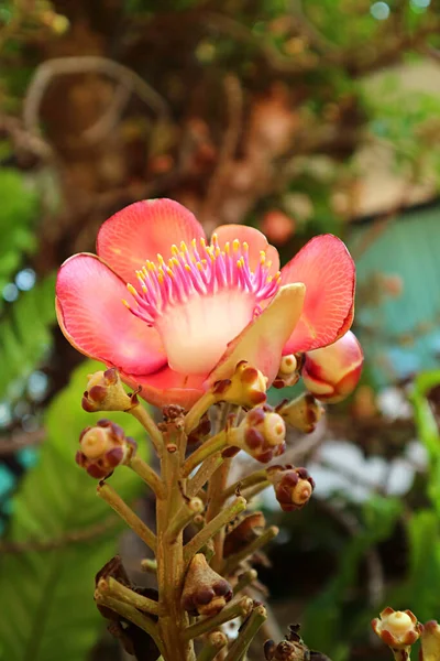 Κοντινό Πλάνο Μια Όμορφη Ανθισμένη Sal Flower Shorea Robusta Στο — Φωτογραφία Αρχείου