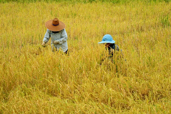 Tayland Kuzey Bölgesi Elle Pirinç Bitkileri Hasat Edenler — Stok fotoğraf
