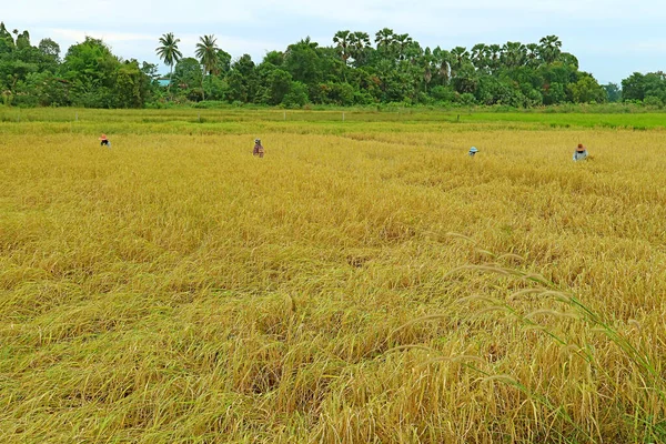 Group Farmers Harvesting Rice Plants Hand Farmland Northern Region Thailand — Stock Photo, Image