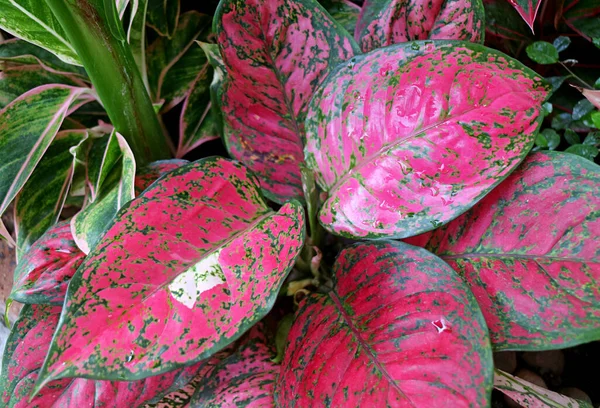 Hot Pink with Green Color Foliage of Aglaonema Pink Dalmatian or Chinese Evergreen in the Garden