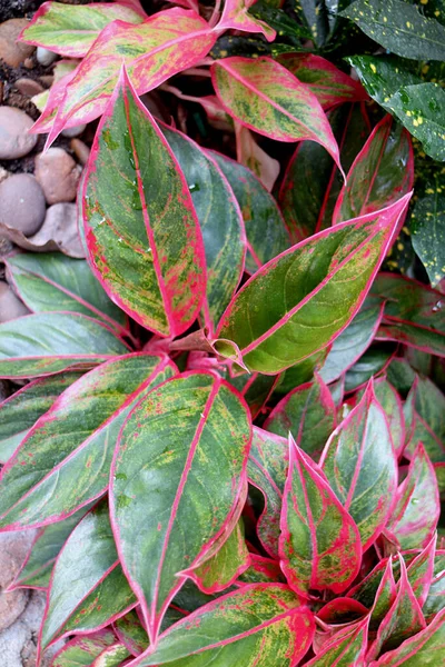 Vibrant Green Dan Vivid Pink Foliage Aglaonema Siam Aurora Plant — Stok Foto