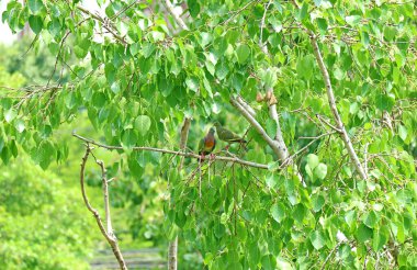 Güzel Kalın gagalı Yeşil Güvercin Çifti Büyük Bodhi Ağacında Şarkı Söylüyor
