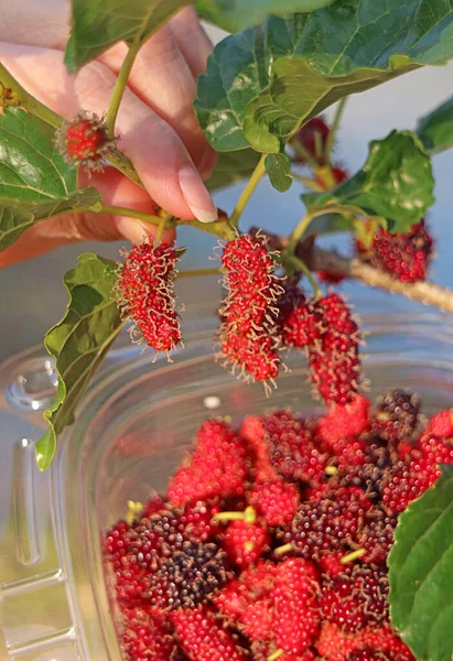 Mão Mulher Escolhendo Vibrante Vermelho Amadurecendo Frutas Amoreira Para Cozinhar — Fotografia de Stock
