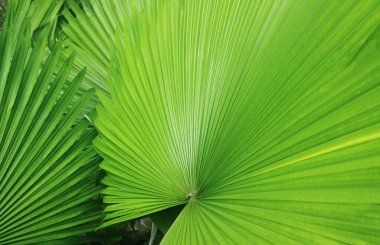 Canlı Yeşil Hayran Sevilen Panama Şapkalı Palmiye Bitkileri Arkaplan ya da Sancak İçin