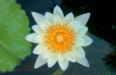 Nymphaea Daubenyana Nilüfer Çiçeği Gölette Açar