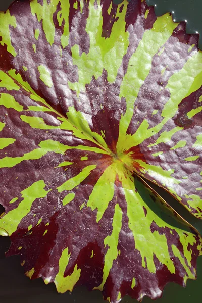 Erstaunliche Grüne Und Lila Rote Zweifarbige Blatt Der Seerose Einem — Stockfoto