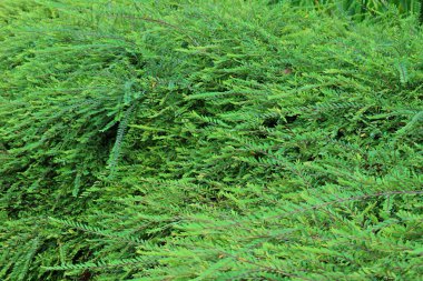 Parlak Yeşil Yapraklar Rüzgarlı Gün, Tayland