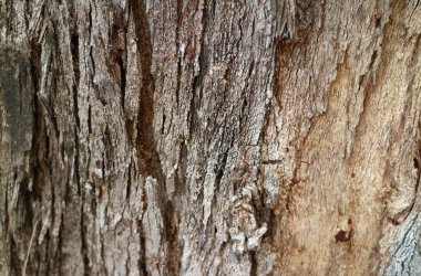 Pürüzlü Ağaç Gövdesinin Kapalı Dokusu, Arkaplan