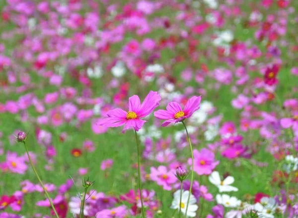 Closed Two Blooming Pink Cosmos Flowers Amongst Cosmos Field North — Stock Photo, Image