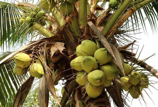 Bündel Junger Kokosfrüchte Auf Dem Kokosnussbaum Thailand — Stockfoto