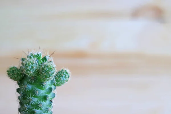 Fermé Mini Cactus Vert Avec Mur Bois Arrière Plan — Photo