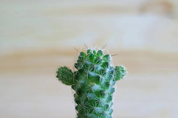 Gros Plan Sur Mini Cactus Vert — Photo