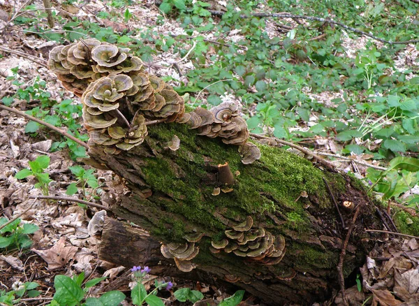 Flower Shape Wild Mushrooms Growing Timber Plitvice Lakes National Park — ストック写真