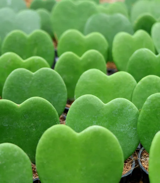 緑の星のカーリまたはラッキーハートの植物が並ぶ垂直画像背景のために閉じて — ストック写真