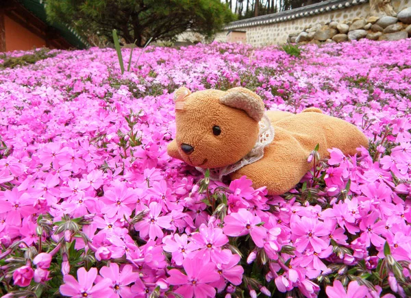 Pembe Pembe Subulata Çiçek Tarlasında Bir Oyuncak Ayı Güney Kore — Stok fotoğraf