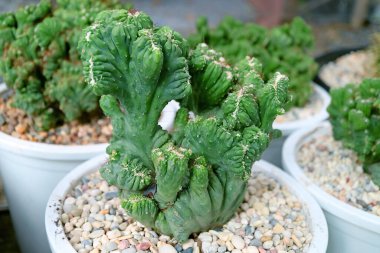Myrtillocactus Geometrizans F. Cristata ya da Crested Blue Candle Cactus 'un yakın çekimi.