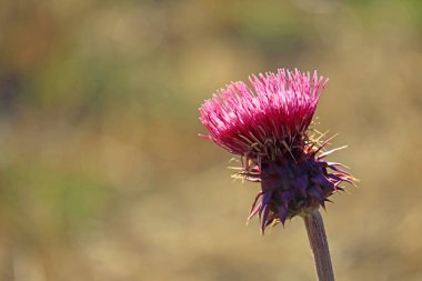 Bir Cirsium Neomexicanum ya da New Mexico Devedikeni Güneşteki Çiçek