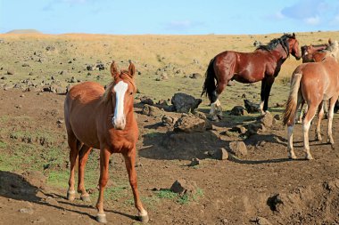 Vahşi at grubunun sevimli midillisi Şili, Güney Amerika 'daki Paskalya adasının çayırlarında otluyor.