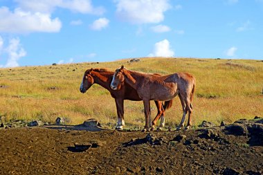 Bir çift kahverengi vahşi at Güney Amerika, Şili 'deki Paskalya adasının çayırında dinleniyor.