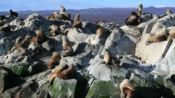 Ontelbare zeehonden Zonnen op het Seal Island of Beagle kanaal, Ushuaia, Tierra del Fuego, Argentinië — Stockvideo