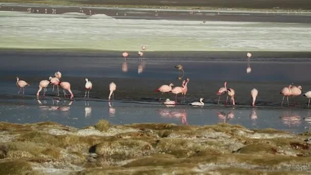 Grote groep roze flamingo 's die zich voeden in Laguna Hedionda, het zoute meer in het Andes Altiplano, departement Potosi in Bolivia — Stockvideo