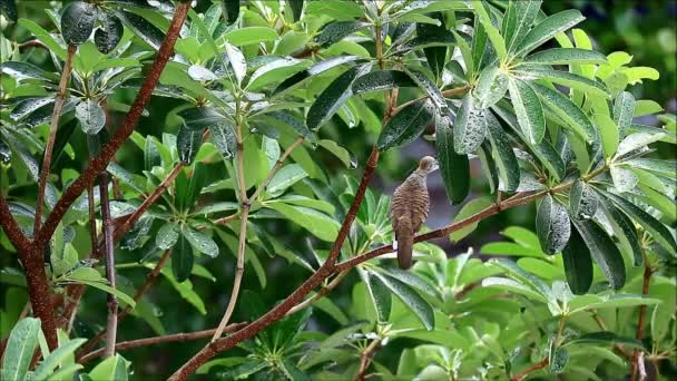 Wild Zebra Dove Πόσιμο νερό από το πράσινο φύλλο μετά τη βροχή, εποχή των μουσώνων στην Μπανγκόκ της Ταϊλάνδης — Αρχείο Βίντεο
