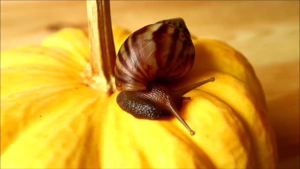 Petit escargot brun grimpant lentement sur la citrouille jaune vif — Video