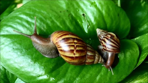 Deux tailles différentes d'escargots à rayures brunes grimpant sur la feuille verte vibrante — Video