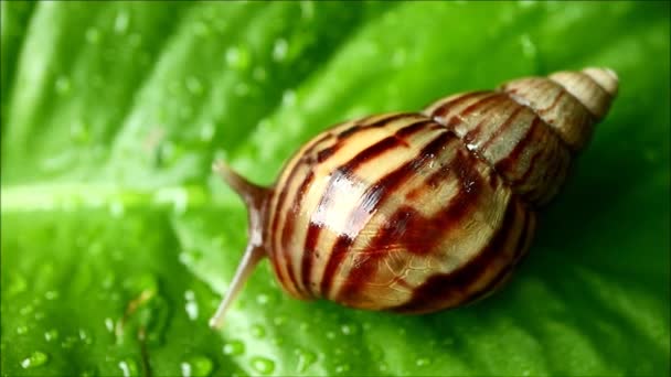 Bruine streep schelpslak beweegt langzaam op het levendige groene blad met waterdruppels na de regen — Stockvideo