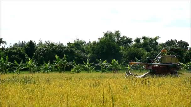 Combineer Harvester Machine Werken in het veld Paddy, Platteland van Thailand — Stockvideo