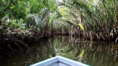 Muhteşem Ağaç Tünelleri Mangrove Ormanı 'ndaki Nehir Boyunca Tekne Görünümü
