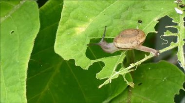 Küçük salyangoz ağaç yaprağı yiyor.