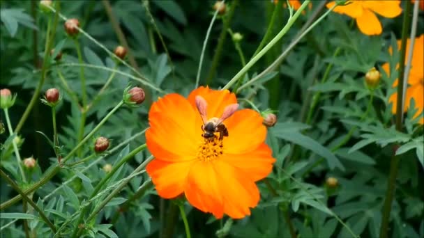 Pequena abelha de mel coletando néctar de um Cosmos de enxofre amarelo alaranjado — Vídeo de Stock