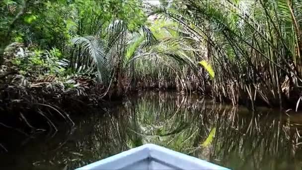 Amazing Tree Tunnels Uitzicht Vanaf Boating Langs Rivier Mangrove Forest — Stockvideo