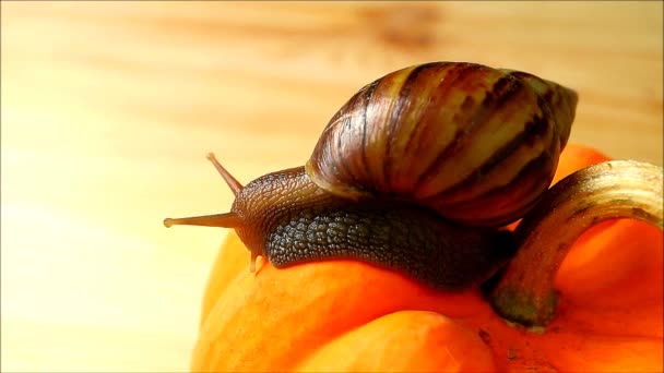 Een bruine streep shell slak verkennen van de levendige oranje kleur pompoen in de ochtend zonlicht — Stockvideo