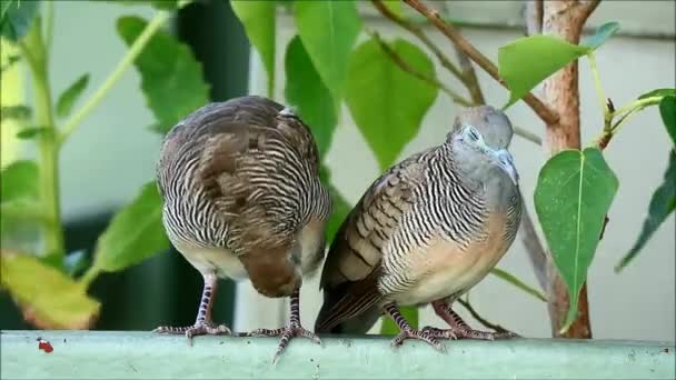 Wild Zebra Dove (Geopelia striata Bird) Paar Preening Side by Side op het balkon op een winderige dag, Bangkok, Thailand — Stockvideo